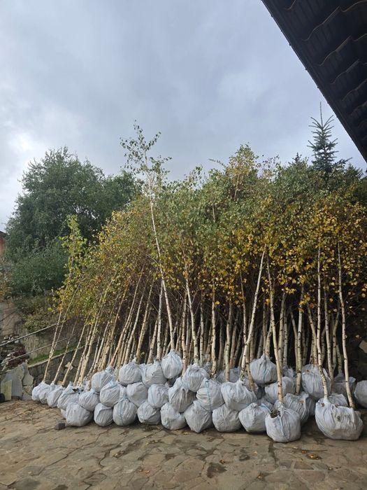 Vând copaci ornamentali tei mesteacăn platani brazi etc