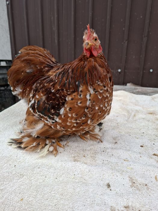 Vând cocoși Cochinchina pitic