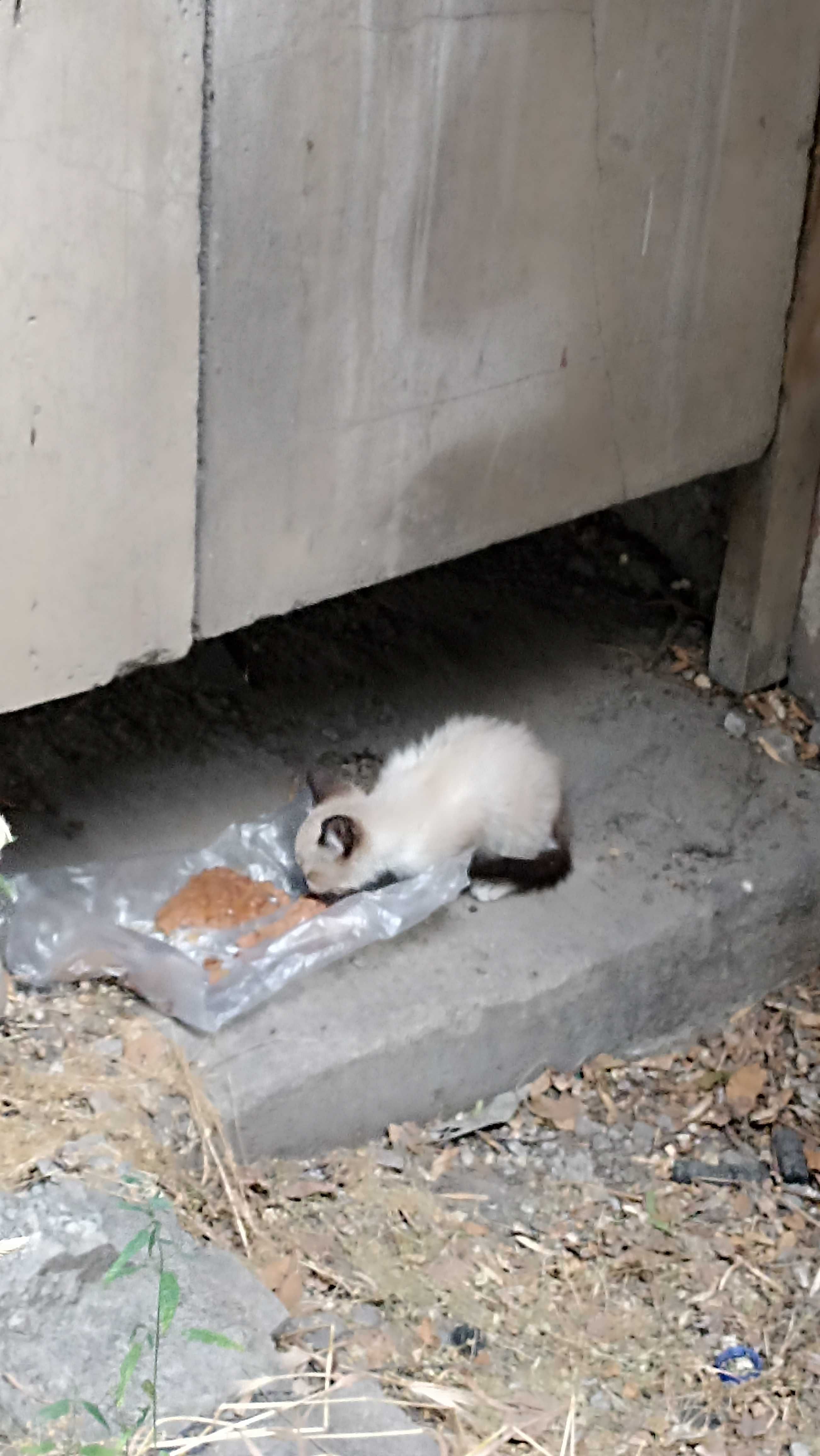 Кошка с котятами