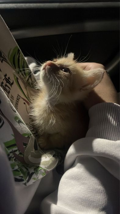 Котенок солнечная девченка