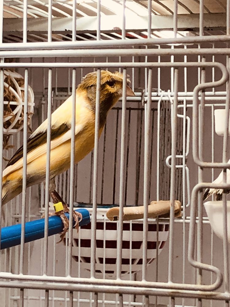 Canari pui de anul acesta