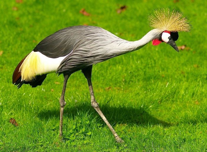 Vand cocori incoronati