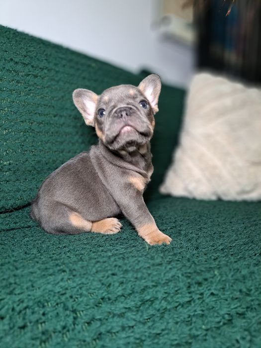 Vând bulldog francez