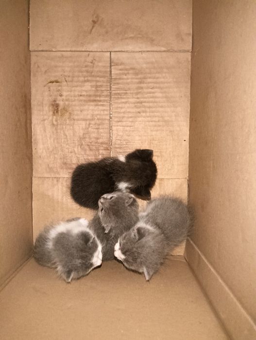 Отдам даром котятов