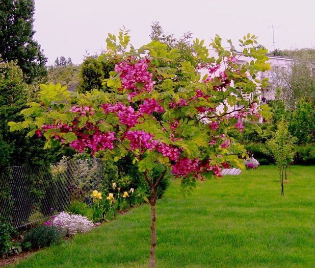 Pomi ornamentali Mesteacan coajă albă, Paul's Scarlet, Salcam,Salcie