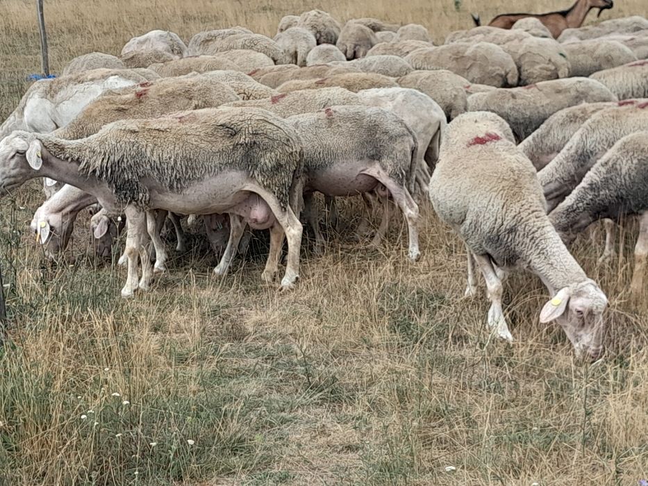 Oi lacune disponibile