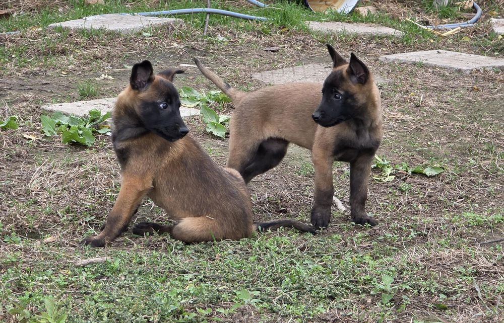 Белгийски овчарки малиноа