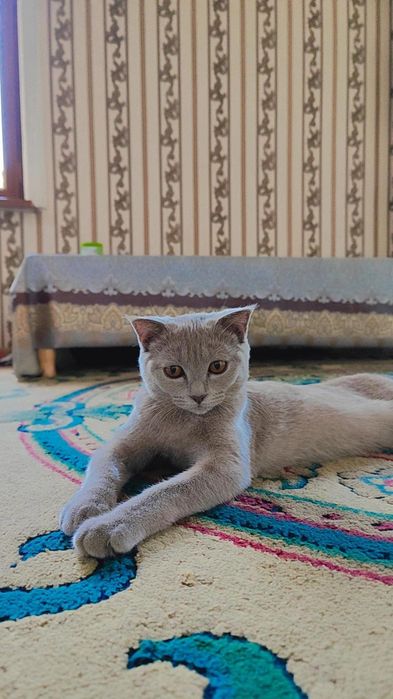 Британская короткошерстная кот
