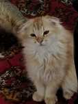 Toza zottor mushuk