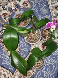 Продам орхидеи,у всех новые корешки и листы в подарок лампа 2 рожковая