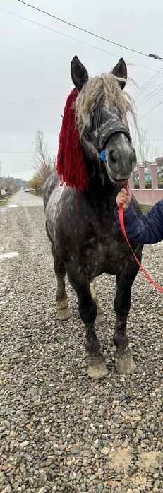 De vânzare armăsar,