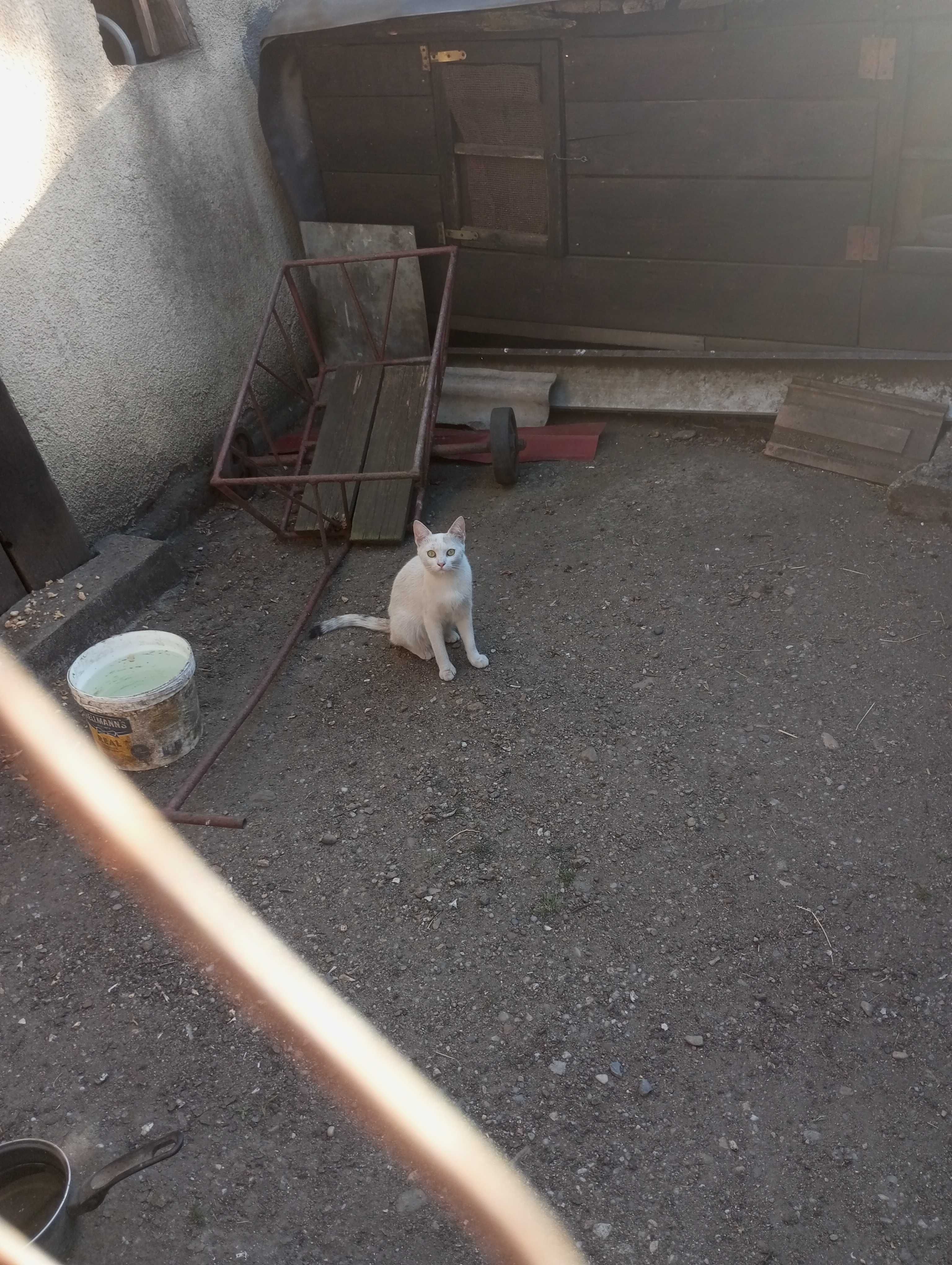 Dau in adopție 7 pisici din jona Clujului gratis