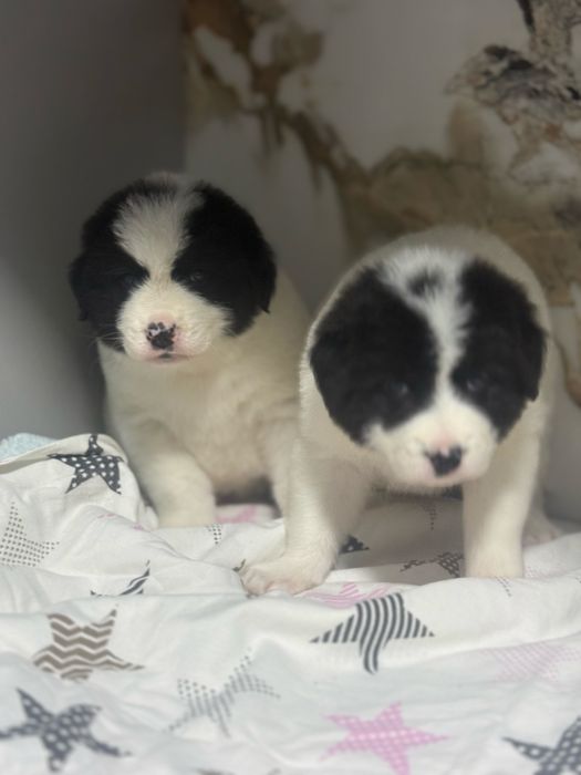 Продаються Щенки Алабая