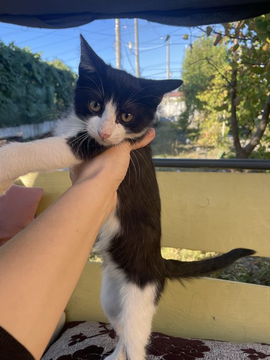 Adoptie pisicute pui rasa mixta