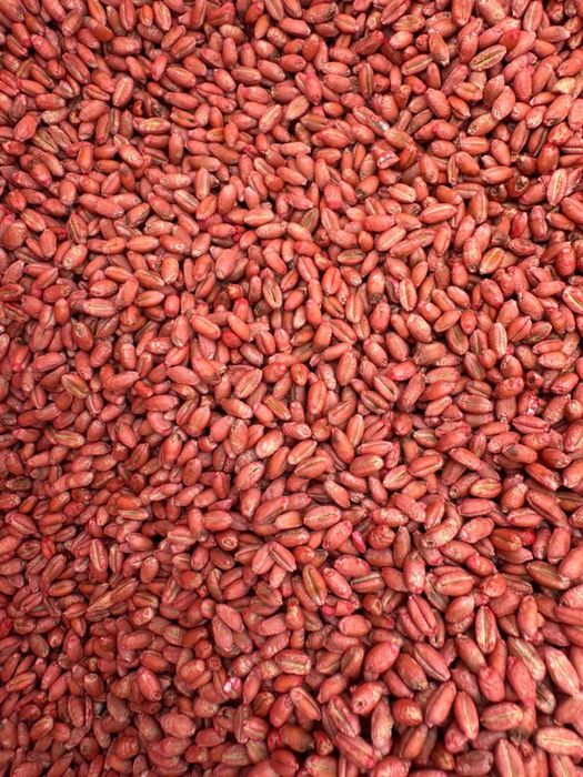 Grau samanta C1 certificata germinatie 97-99%