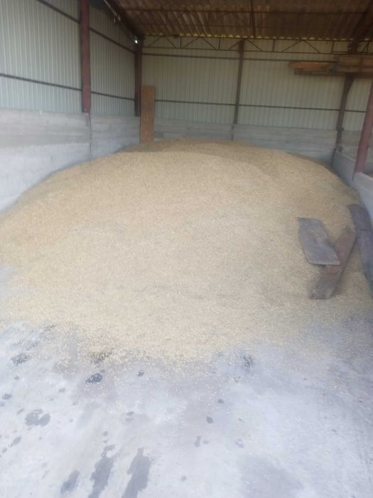 vand orz recolta 2025