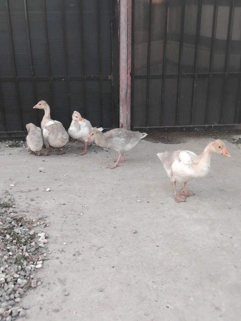 Boboci și gâște autosexabile