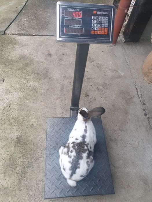 Vand 2 femela tanara 2025