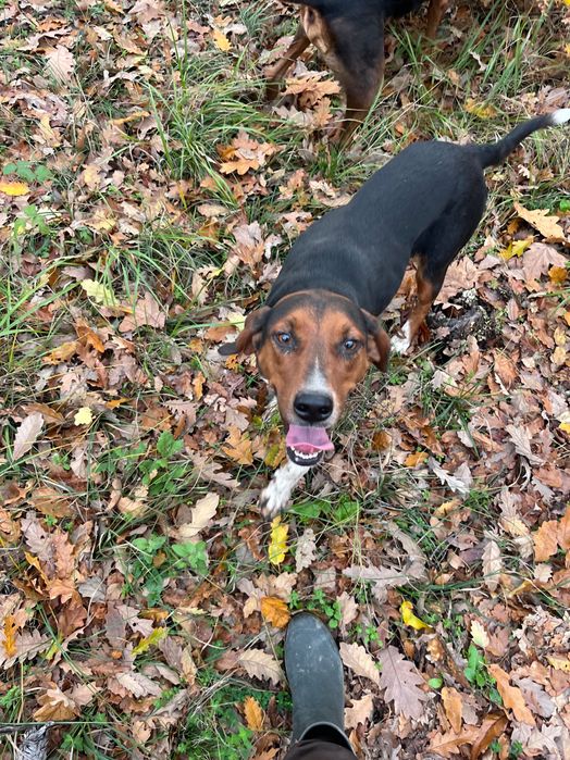 Продавам четири гончета