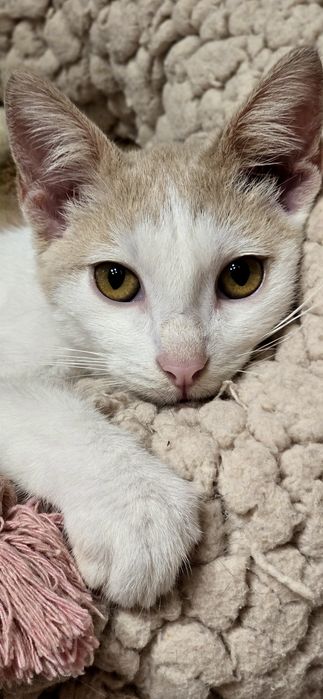 Motanelul Milani,vaccinat