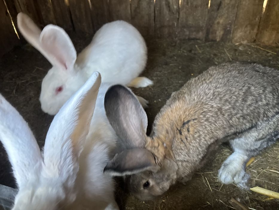 Vand iepuri urias german