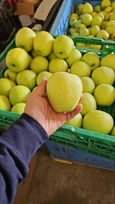 Mere Golden de vânzare – 15 tone, calitate superioară