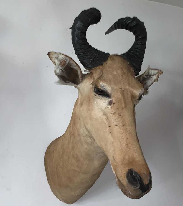 Trofeu Antilope            .