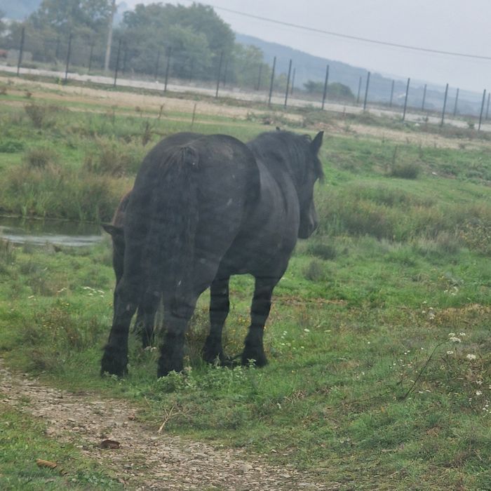 De vânzare mânză neagră