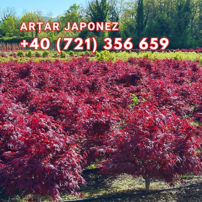 Mesteaca alb tuia zmarald laur englezesc artar japonez spirale pon pon