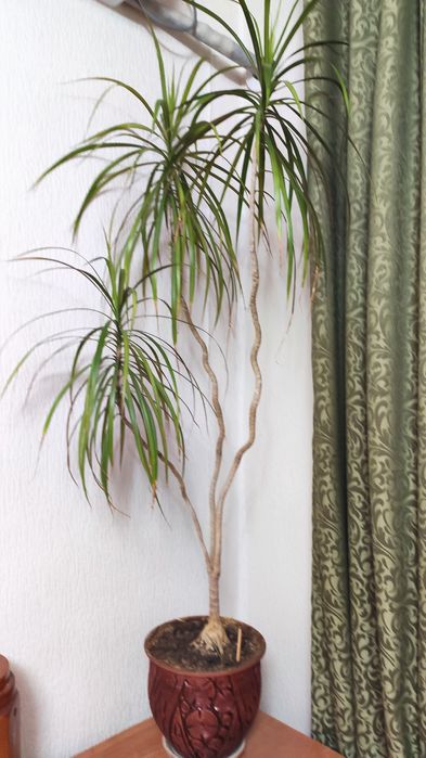 Продаю цветок драцена в глиняном горшке