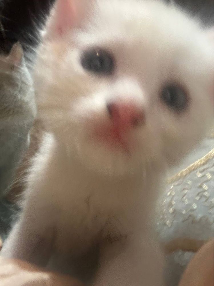 Котята турецкой Ангоры
