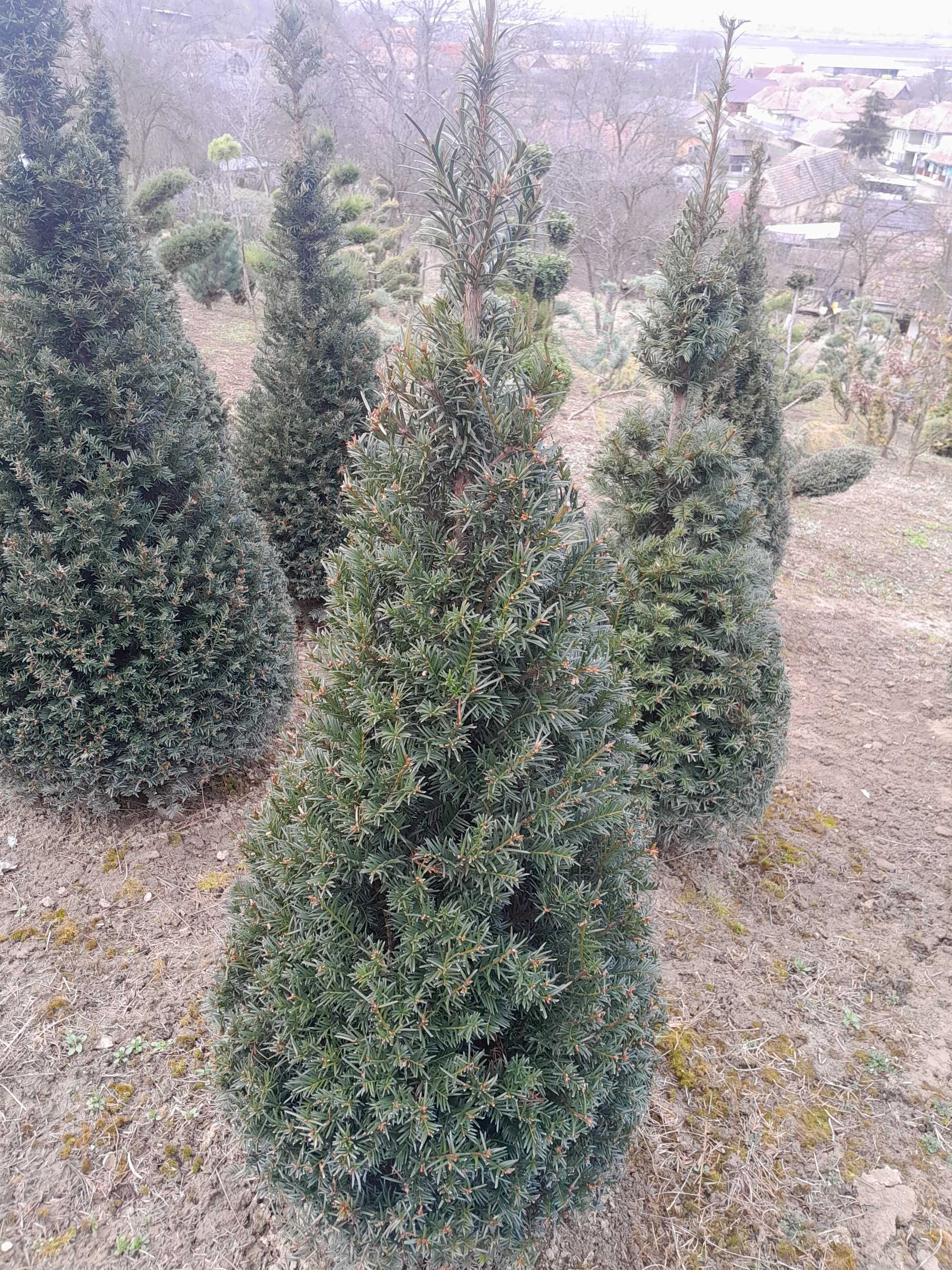 Tisă,Taxus baccata con