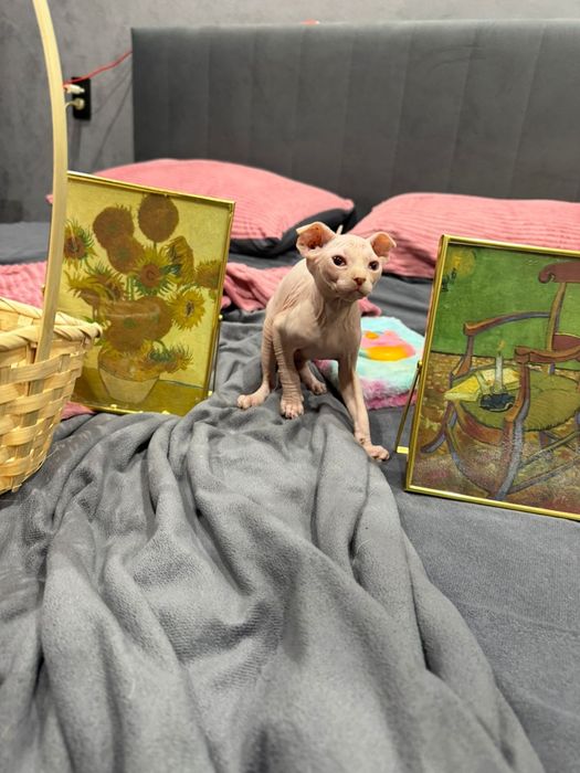 Сфинксы левкой и эльф