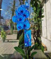 Синяя орхидея. Фаленопсис синий. Орхидея