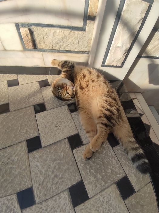 CРОЧНО Вязка Кота скотиш фолд, Mushuk juflashtirish