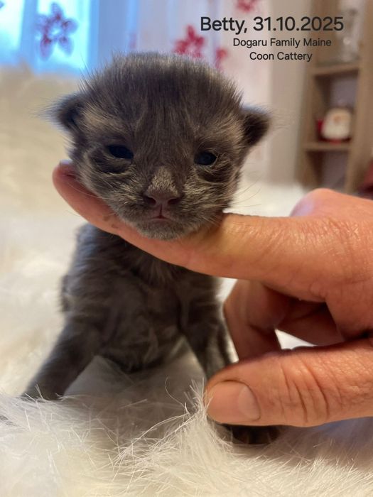 Fetiță Maine Coon Pedigree
