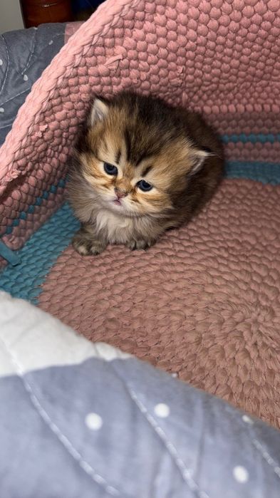 Британские котята