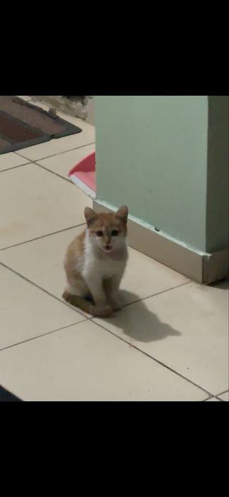 Отдам котенка девочка