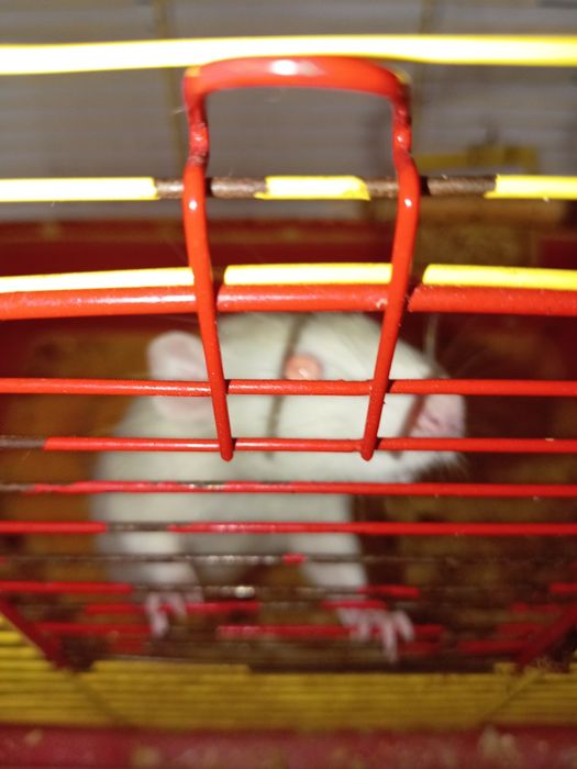 Отдам крысу бесплатно