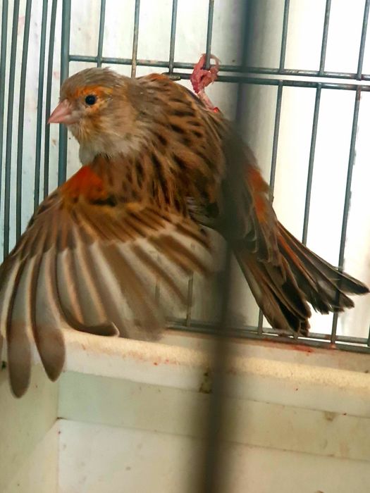 canari tineret,masculi,femele ,hibrizi