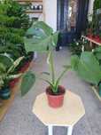 Monstera монстера