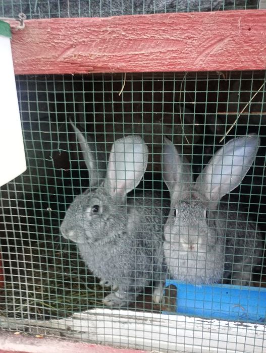 Pereche ug.chinchila