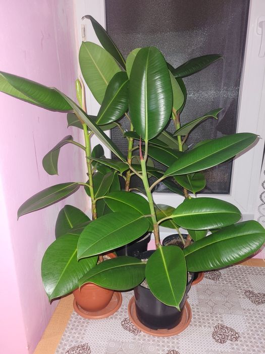 Floarea ficus 50 de lei bucata