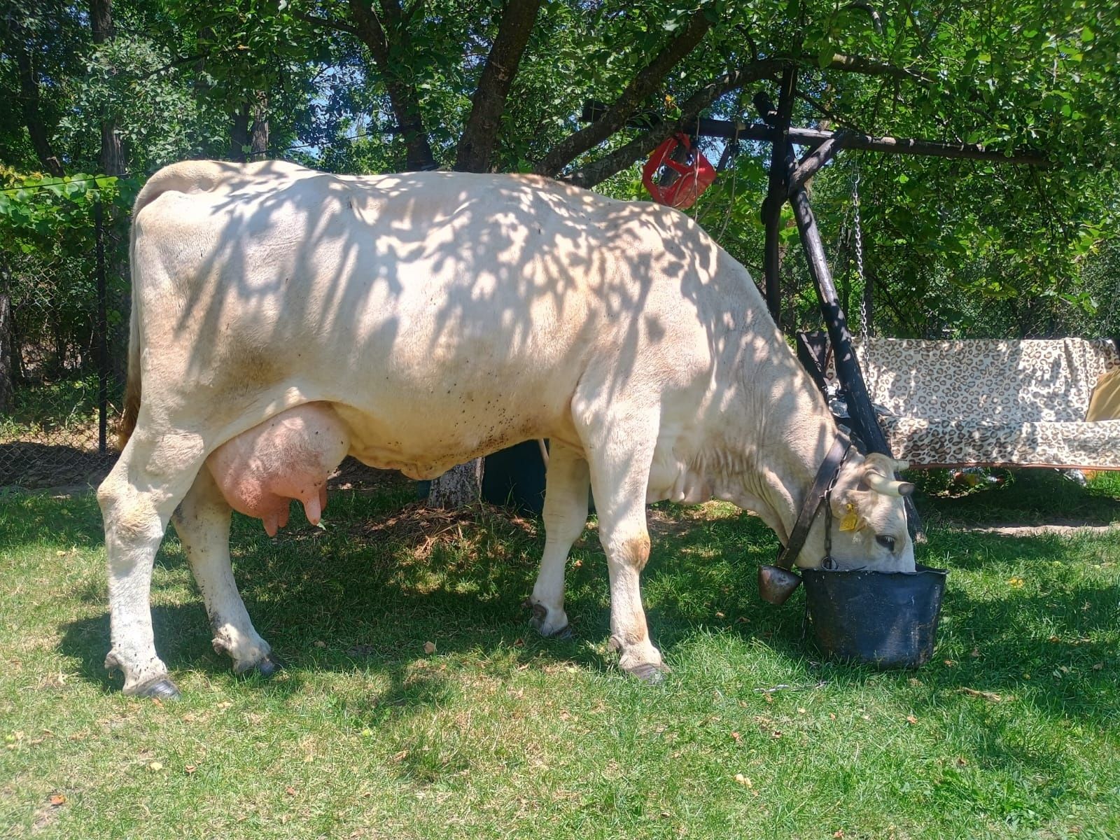 Vând o vacă de 6 ani cu 15  litri de lapte pel zi