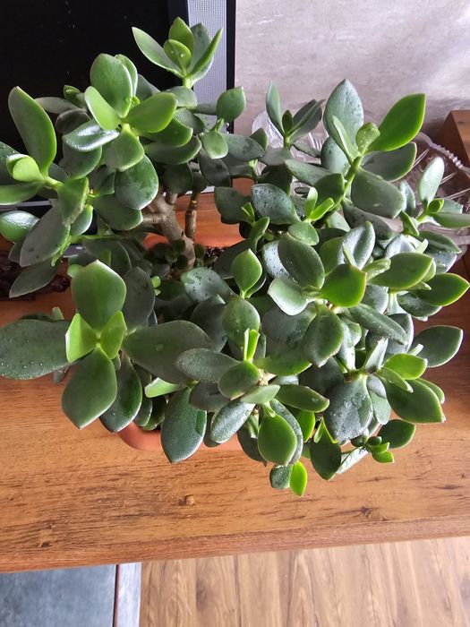 Продам толстянку овальную