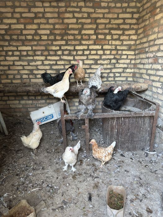 Товуклар хаммаси сотилади