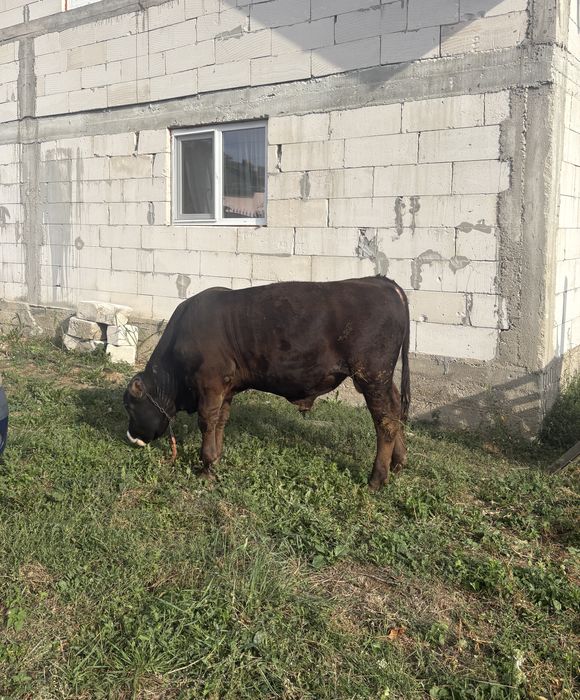 Vand taurasi , 8 luni