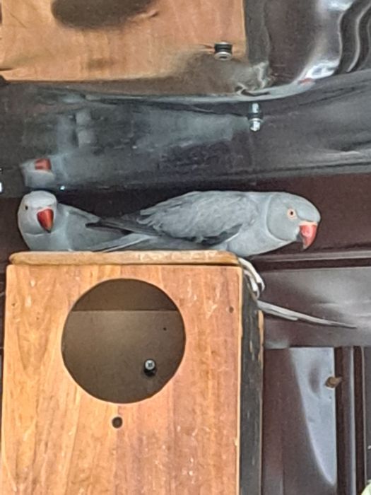 Papagali micul Alexandru pereche