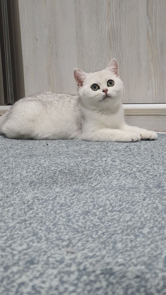 Serebristiy shinshila