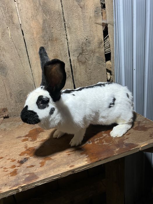 Vand femela fluture pestrit german